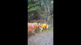 Dogs On A Hike Play Tug-of-War