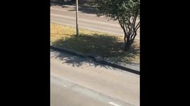 Pup Leads The Parade