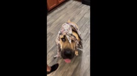 Kangal Chewed Through Shirt