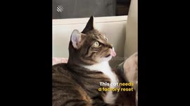 Cats being Awesome