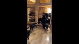 Bat Cats Fly Away From Enclosure
