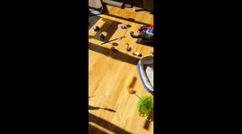 Catnip Cat Nap On Toy Box