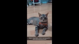 We left pur cat home because we can't take him with us and this is his reaction when we got home