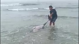 Hero saves stranded dolphin by dragging it back out to sea in Padang, Indonesia
