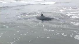 A Fraser Dolphin was stranded on the Pasir Jambak Padang tourist beach.