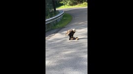 an Eagle eating a raccoon on the road.