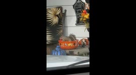 Squirrel In Halloween Candy Bowl
