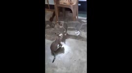 Mother cat and cute two kitten fighting and enjoying in India .