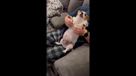 Shark Costume Puts Dog In Character