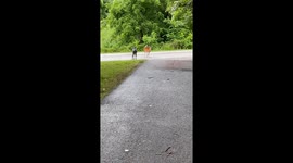 Dogs Interact With Doe