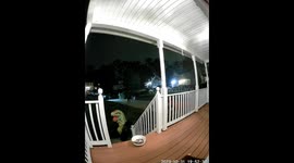 T-Rex Can't Reach Candy