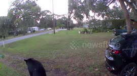 Surveillance camera captures wild black bear sniffing around Florida home for cat food