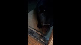 Wild Bear Shares Tender Moment With Woman