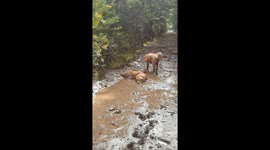 Golden Retriever Rests In Mud Puddle