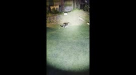 Fox Kit Plays Ball With Cat