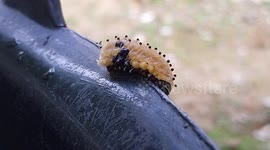 Grasshopper jumps after being pushed by a passing caterpillar