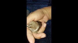 A family tried to rescue a poor little bird that had fallen into a small iron pipe