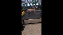 Bomb-Sniffing Dog Patrols the Baggage Claim