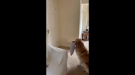 Introducing a Golden Retriever to His New Little Brother