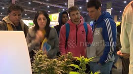 Cannabis plants sold for first time at industry trade show in Buenos Aires, Argentina