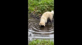 Golden Puppies Can't Resist Mud Puddle