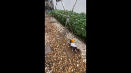 Parrot and Puppies are Best Friends
