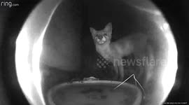 Fox Steals Camera