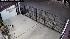 Excited pet Husky accidentally kicks away hapless Chihuahua
