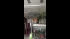 Cat startled by woman's zombie pose