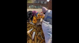 Determined dog searches through corn pile to find lost bone