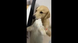 Puppy licks inside Golden Retriever's mouth to clean his teeth