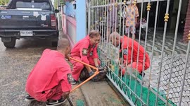 Exhausted stray dog trapped overnight in metal gate freed by firefighters in Thailand
