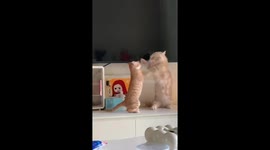 Two orange tabby cats fight in front of TV