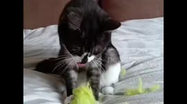 Cute cat eats tennis ball