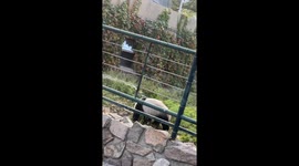 Panda Meng Er delightfully plays water fight with zookeeper in Beijing, China