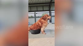Ahhh! Big Golden Retriever squeezes into small basin on hot 36C afternoon in Thailand