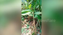 Stray dog with potato crisp bag around head rescued by kind resident
