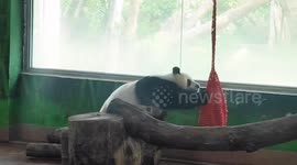 Panda does aerial yoga at zoo in China
