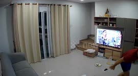 Stray cat causes panic when it runs through family's home