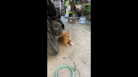 Tabby cat keeps hold of rat it caught under motorcycle