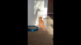 Cat Does Battle With Mysterious Shadow Monster