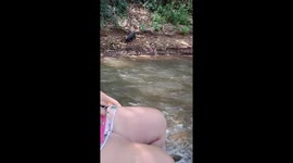 Little Pig Jumps Into River to Join the Party