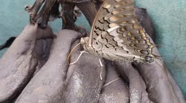 Butterflies feeding on Bananas in India , A butterfly eating banana on the our garden .butterfly eating in very closest view .