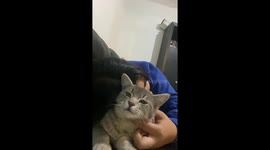 Cat Sounds Like a Retro Video Game