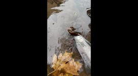 Crawdad Wants A Piece Of The Catch