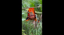 Real Life Halloween-Themed Bat