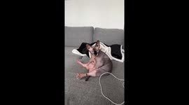 Hairless Cat Cleans Herself