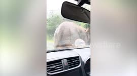 Wild Animal Encounters #4