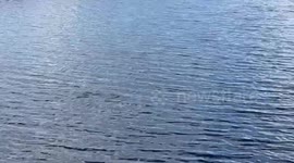 Astonishing moment cormorant appears to show off fish catch to onlookers