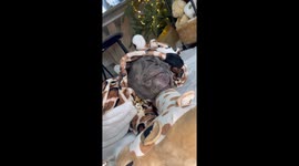 Newborn baby dressed in giraffe outfit with his french bulldog! Cutest thing you will ever see.